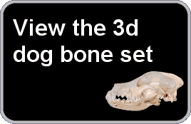 view the 3d canine bone set