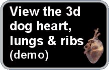 View the 3D Canine Thorax